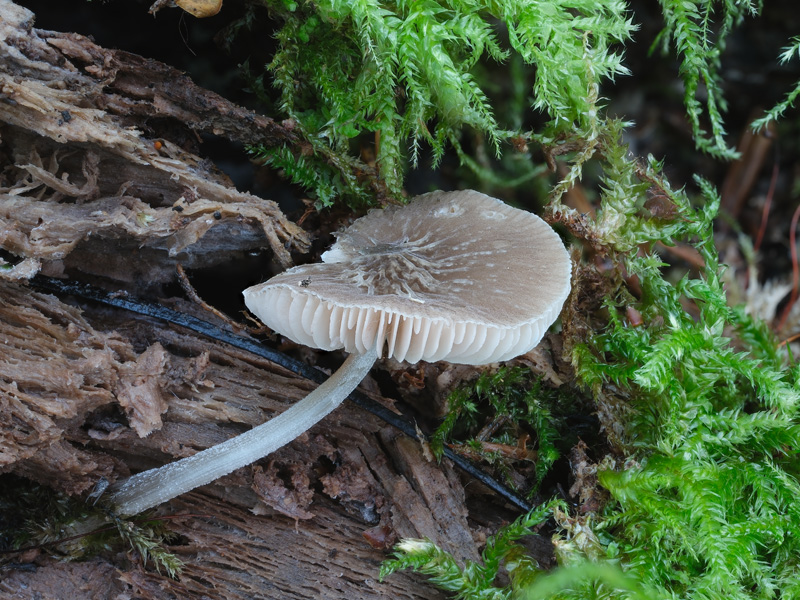 Pluteus thomsonii